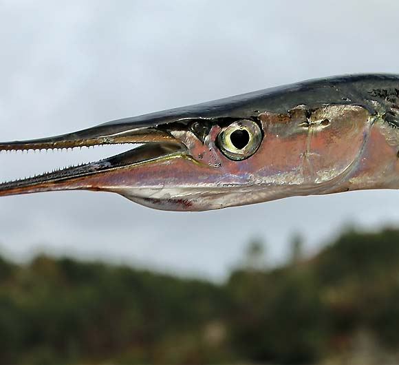 image descripiton