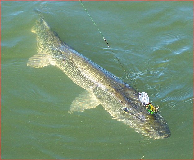 mist voor eeuwig zelf TotalFishing